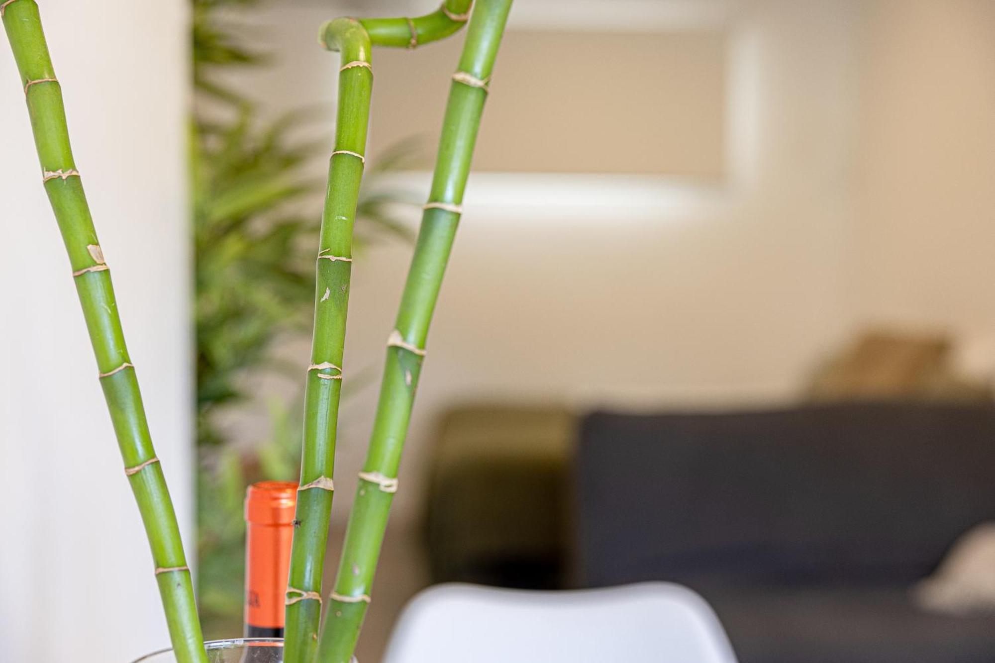 Bambu Vegueta Alquiler Por Appartement