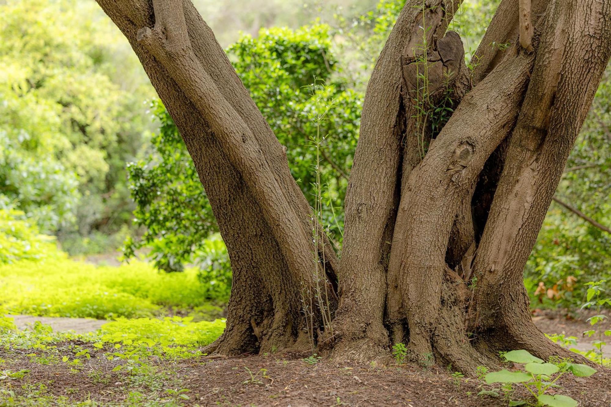 Bambu Vegueta Alquiler Por Las Palmas / Gran Canaria